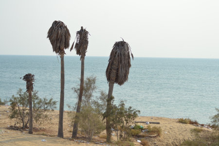 Palm trees on the seashoreの写真素材