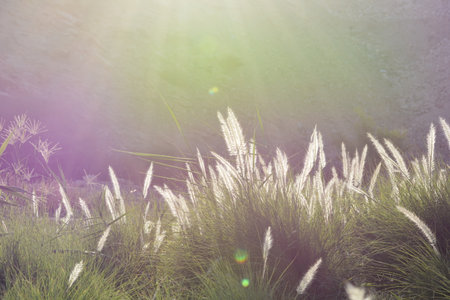 Ears of corn amidst the suns raysの写真素材