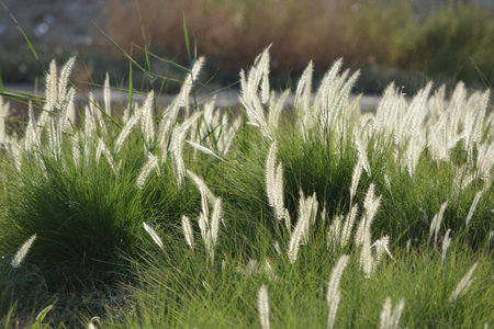 Ears of corn amidst the suns raysの写真素材