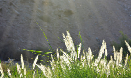 Sunlit tall grass sways in a rural field under a clear blue skyの写真素材