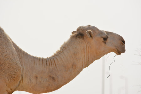 Portrait of a gentle camel behind the out-of-focus fence in a desert farmの写真素材