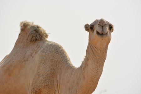 Portrait of a gentle white camel behind the out-of-focus fence in a desert farm