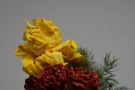 A sprig of withered roses under the light of a lamp for a dramatic effectの写真素材