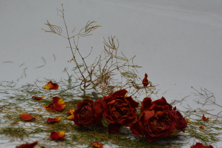 A sprig of withered roses under the light of a lamp for a dramatic effect
