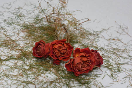 A sprig of withered roses under the light of a lamp for a dramatic effect