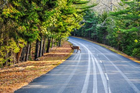 A deer stands along the park road at Arcadia National Park in Maineの写真素材