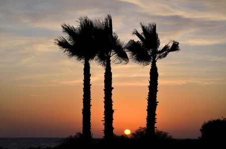 Sunset behind two palm trees in the Mediterranean city of Alexandria, Egyptの写真素材