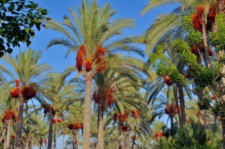 Palm trees and red datesの写真素材
