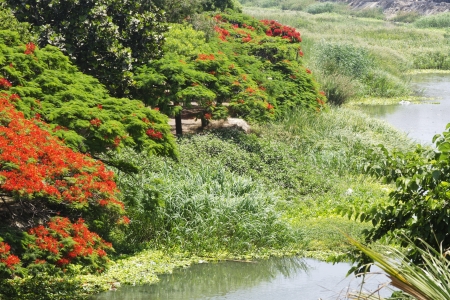 Trees on River Bankの写真素材