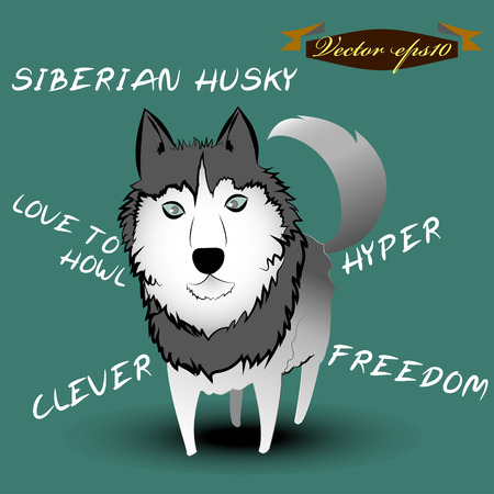 siberian husky dog cartoon vectorのイラスト素材