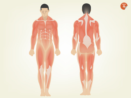 beautiful design of human anatomy front side and back sideのイラスト素材