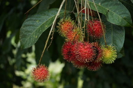 Closeup shot of Rambutan fruits on treeの写真素材