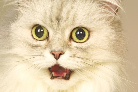 Close-up of surprised cat