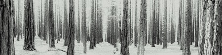 Rows of trees at the Redwood Forest is a tourist Icon for nature lovers and for Photography. California Redwoods were planted in the 1930's, Warburton in the Yarra Valley. Melbourne, Australia.の写真素材