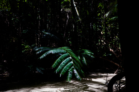 Morning light in beautiful jungle gardenの写真素材