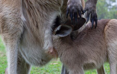 Kangaroo Baby is drinking out of the mothers pouch - closeup, queenslandの写真素材