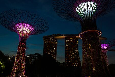 Singapore, Singapore - 28 March 2016: Supertrees illuminated for light show in gardens by the bay.