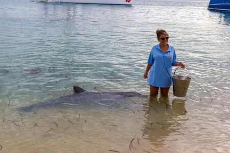 Monkey Mia, Australia - April 15, 2015- wild dolphins near the shore get in touch with humans on famous Monkey Mia beachのeditorial素材