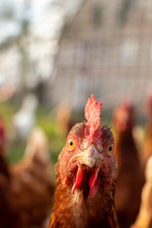 close up of a brown hen on an organic free range chicken farmの写真素材