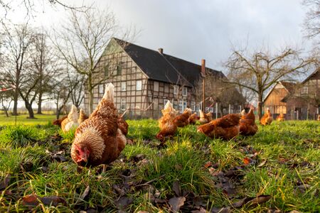 Free range organic chickens poultry in a country farm, germanyの写真素材