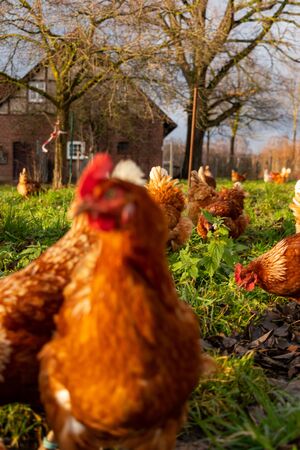 Free range organic chickens poultry in a country farm, germanyの写真素材