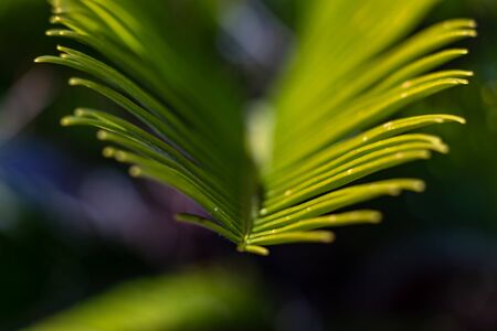 close up of green palm leaves during sunset, mallorca, spain
