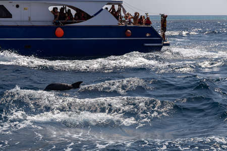 Hurghada, Egypt - september 17, 2019: Unknown people on white yacht watching dolphins in the Red seaのeditorial素材