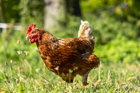 Free range organic chickens poultry in a country farm, germanyの写真素材