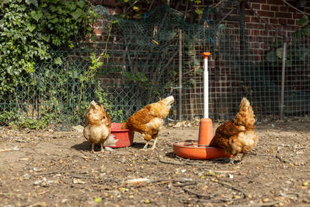 Free range organic chickens poultry in a country farm, germanyの写真素材