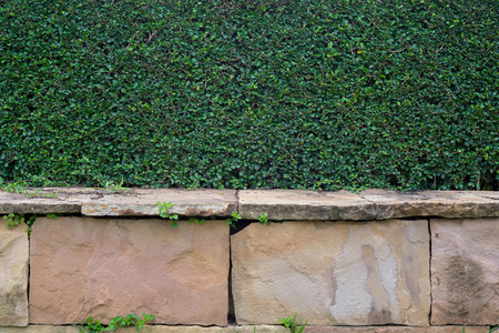 tree wallの写真素材