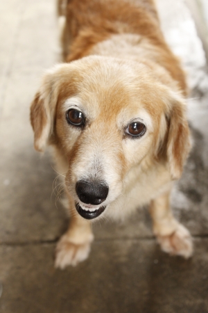 close-up of dogの写真素材