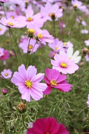 pink daisy flowersの写真素材