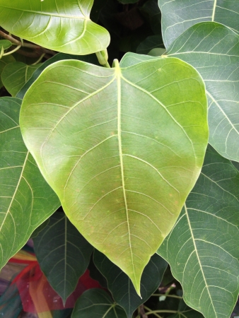 Heart-shape leaves.の素材