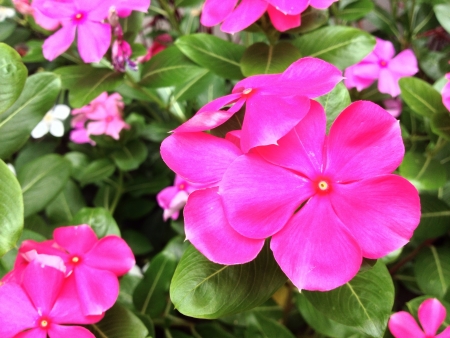 Pink flowers in garden.の素材