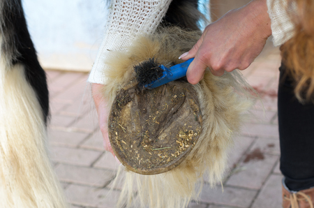 woman cleans the horse's hooves with a brushの写真素材