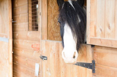 horse standing in stable and looking outの写真素材