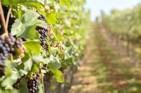 View down the length of a row of vines of bunches of ripening red grapes in a vineyard with selective focus and copy space for viticulture themesの写真素材