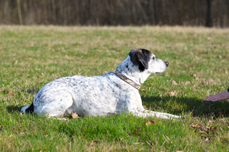 Intelligent dog learning a stay command from its young female owner as she gestures with her hand...