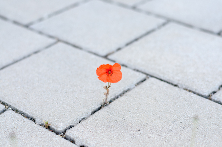 Single colorful red corn poppy sprouting between cement paving stones in spring in a concept of adaptability and survivalの写真素材