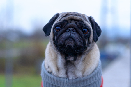 Cute pug smiling and looking to the camera in a green gardenの写真素材