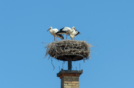 Storks nest attached to top of brick chimney above two color shingled roof with seagulls standing on nestの写真素材
