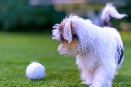 A cute puppy with a toy ball rests on vibrant green grass in a summery backyard setting.の写真素材