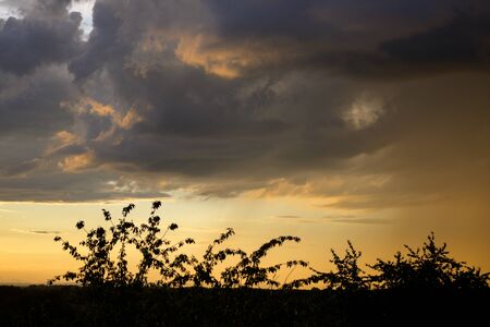 Treetops and foliage silhouetted against a colorful orange sunset with cloud cover for weather...