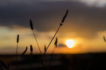 Wild grass silhouetted against an orange sky with the fiery orb of the setting sun and cloud at...