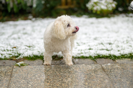 Adorable little white Havanese mix dog standing licking its lips on wet paving in a winter garden with snowの写真素材
