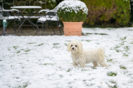 Little white Maltese Havanese dog enjoying the winter weather standing outdoors in the garden in fresh snow looking away to the sideの写真素材