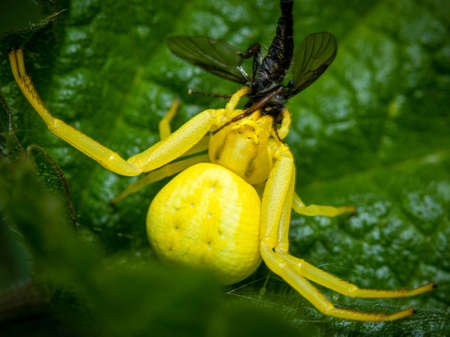 Yellow crab spider with prey in close up on a green leaf viewed from above with insect in mouthparts...