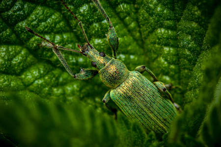 Close up from above on a well camouflaged green beetle on a leaf outdoors in the garden with focus to the head, eyes and mouthpartsの写真素材