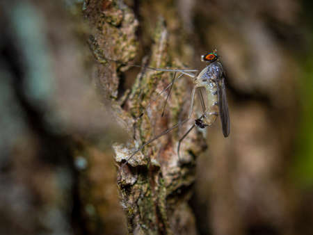 Mosquito mosquito resting on wooden tree, in super macro closeup