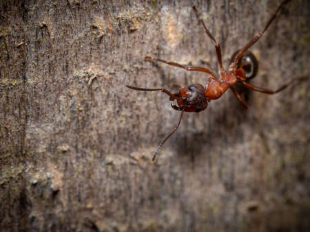 Close up on the head of an ant showing the mandibles, antennae and compound eyes viewed from above on wood with copyspaceの写真素材